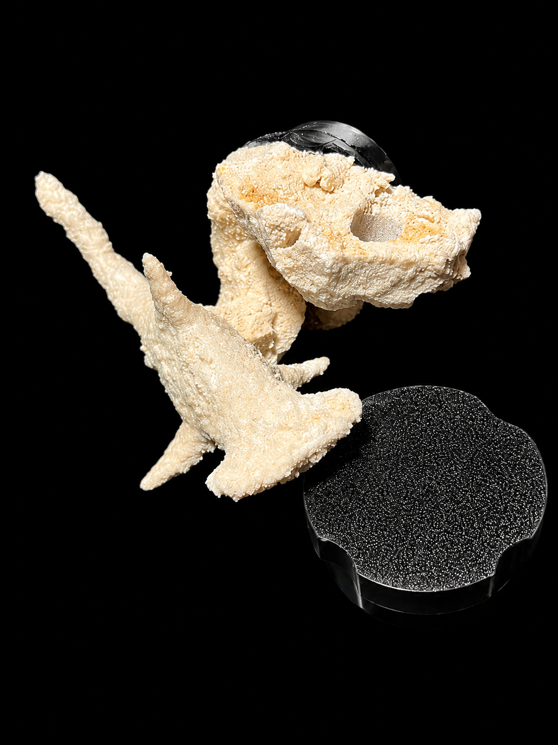 Small Sea Life Frag Magnet