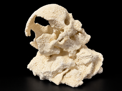 ChandlerRocks small reef rock skull on a rock base, back angle