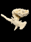 Small Sea Life Frag Magnet