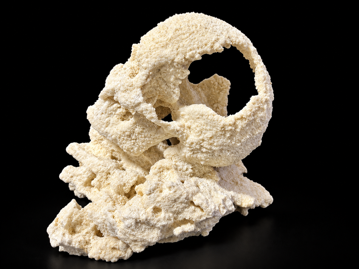 ChandlerRocks small reef rock skull on a rock base, side angle