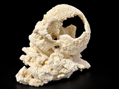 ChandlerRocks small reef rock skull on a rock base, side angle