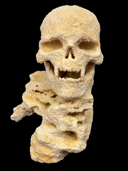 ChandlerRocks small reef rock skull, vampire version with fangs, front view on a rock base