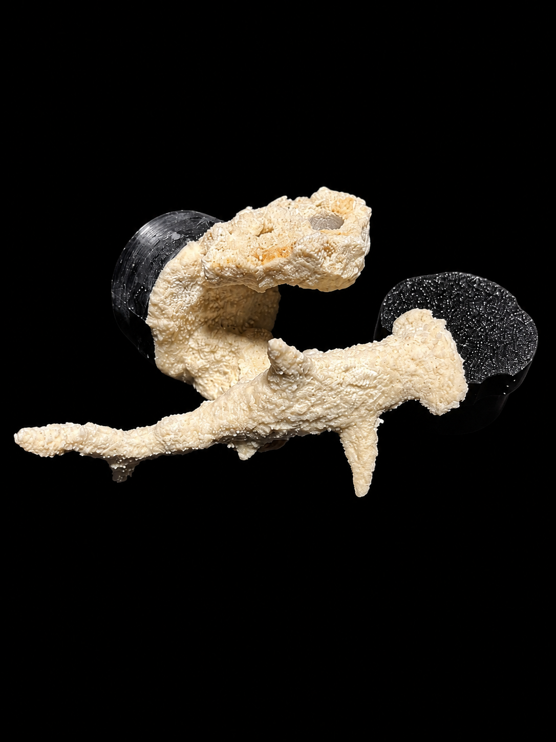 Small Sea Life Frag Magnet