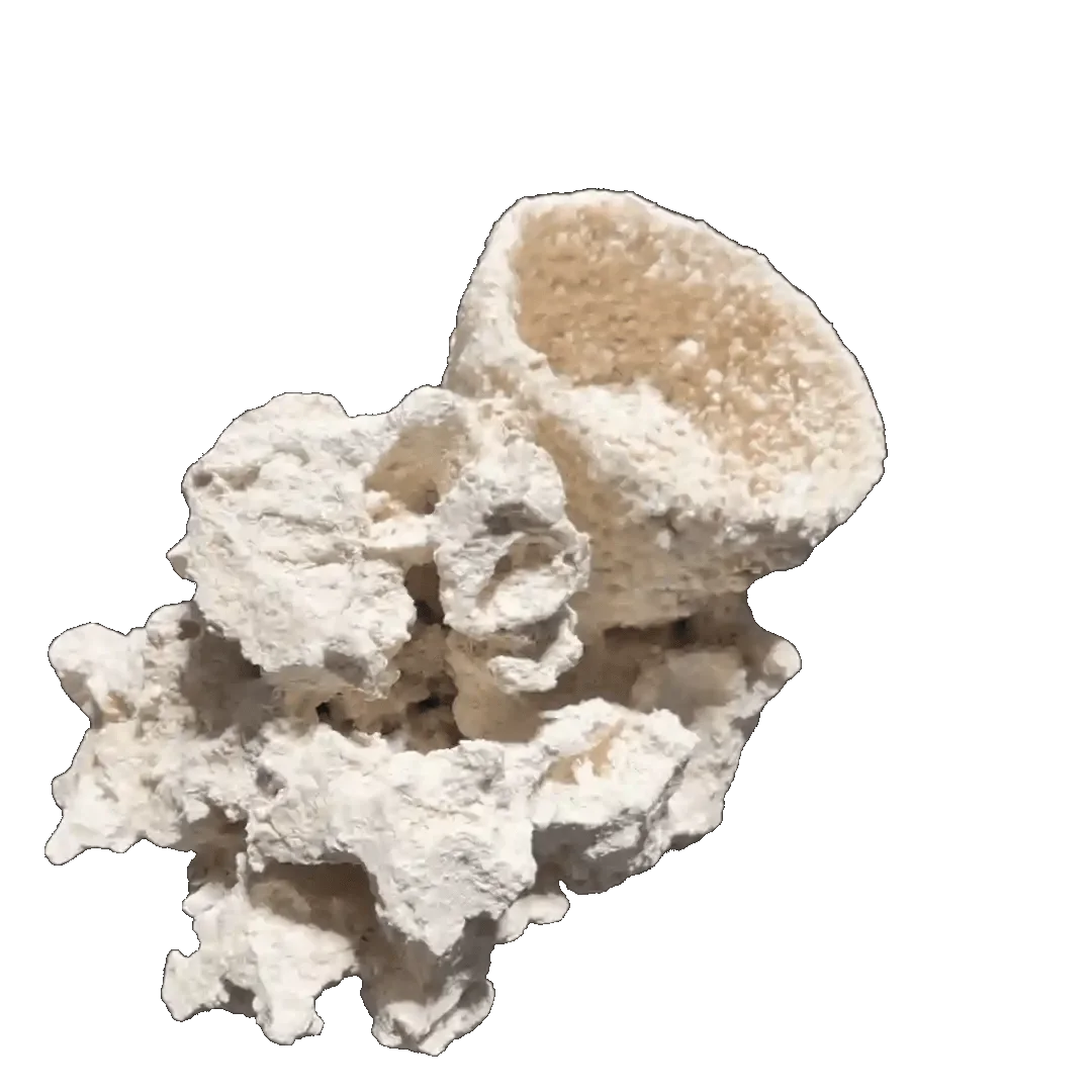 ChandlerRocks anemone holder cup made from natural MarcoRocks reef rock