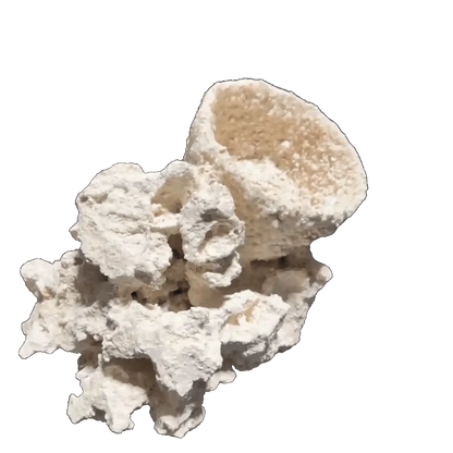 ChandlerRocks anemone holder cup made from natural MarcoRocks reef rock