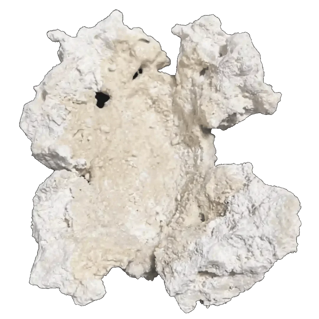 ChandlerRocks clam holder reef rock with a natural groove that cradles a clam