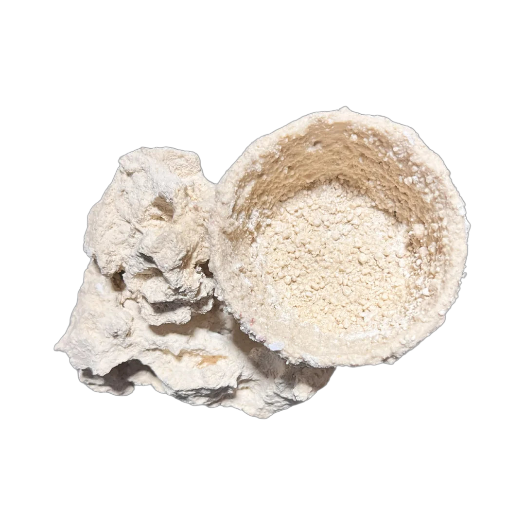 ChandlerRocks anemone holder, side view