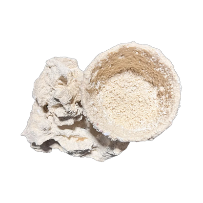 ChandlerRocks anemone holder, side view