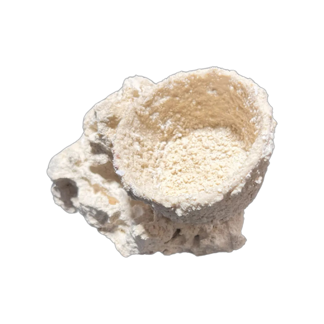 ChandlerRocks anemone holder, alternate view