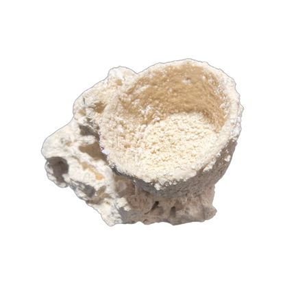 ChandlerRocks anemone holder, alternate view