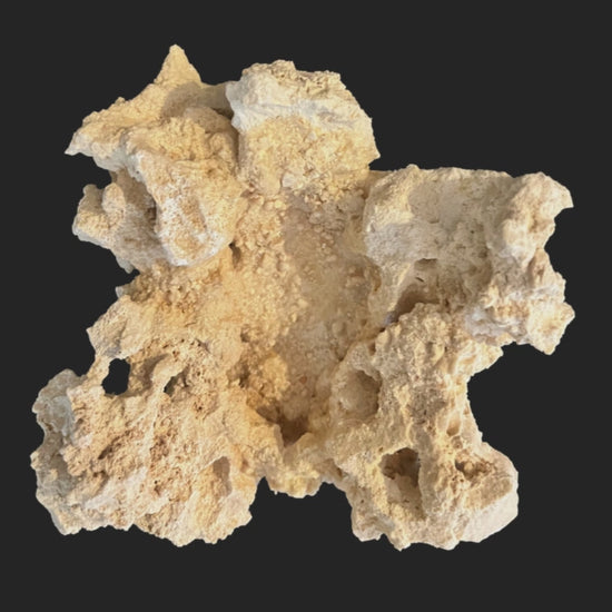 A ChandlerRocks clam holder turning slowly, showing the sculpted groove that cradles a clam