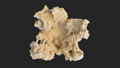 A ChandlerRocks clam holder turning slowly, showing the sculpted groove that cradles a clam