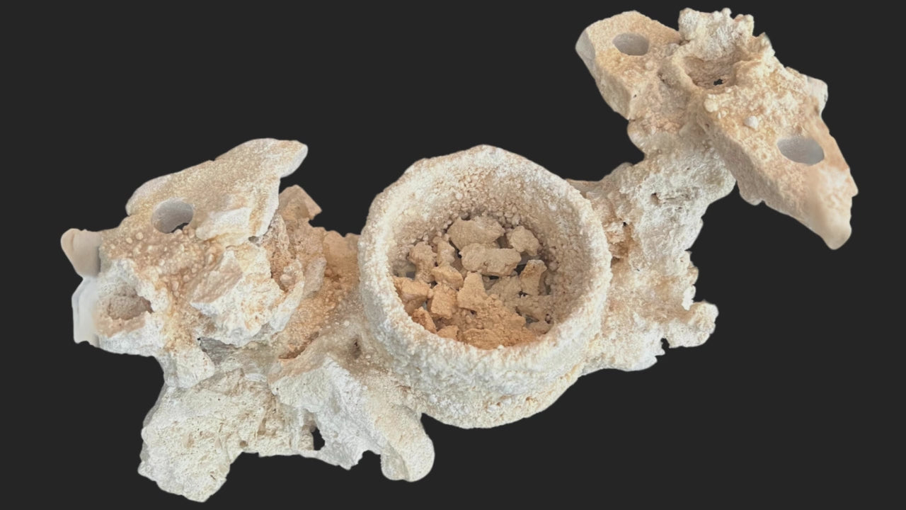 A ChandlerRocks anemone cup turning slowly, showing the reef-safe cup fused into the rock