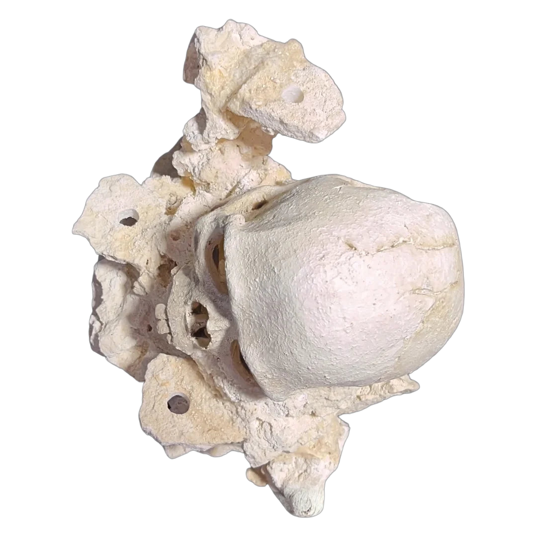 ChandlerRocks reef-safe resin skull aquarium decor set in natural Marco rock