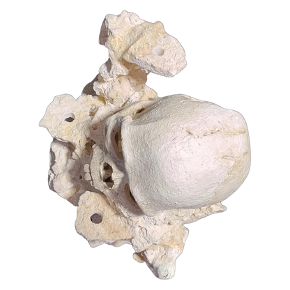 ChandlerRocks reef-safe resin skull aquarium decor set in natural Marco rock