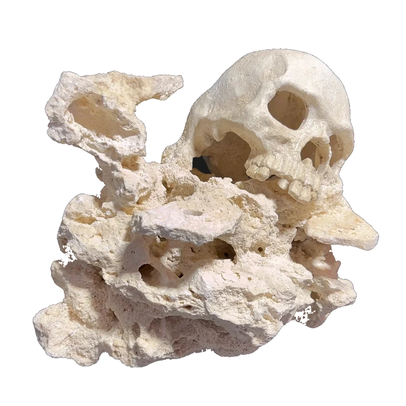 ChandlerRocks skull aquascape, front view