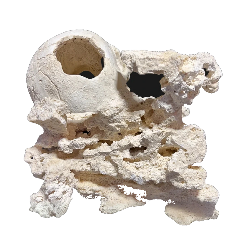 ChandlerRocks skull aquascape, rear view