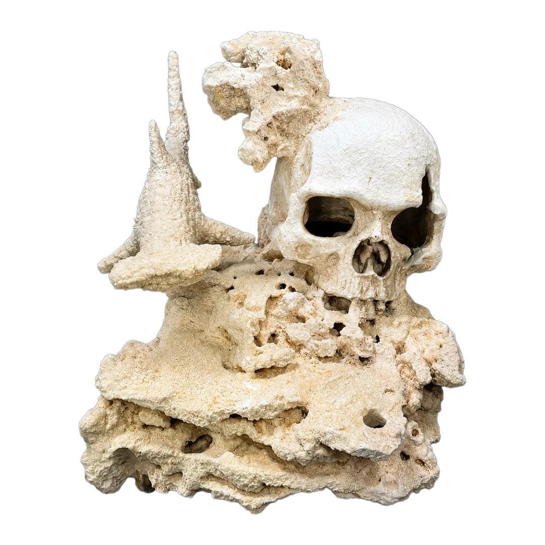 Skull and shark